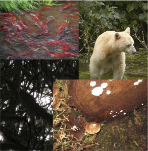BC Rainforest Biology Collage